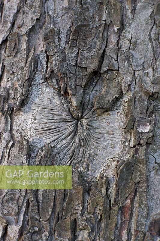 Heart shape in tree bark