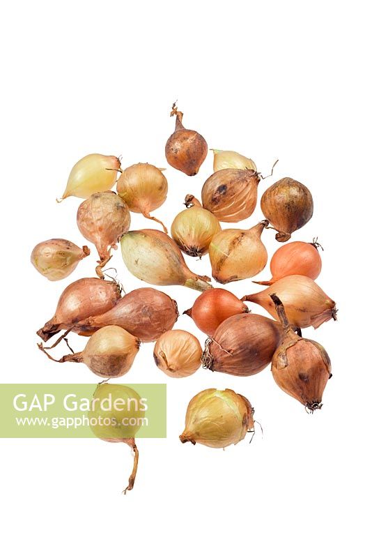 Allium cepa 'Stuttgarter' - Seed onions