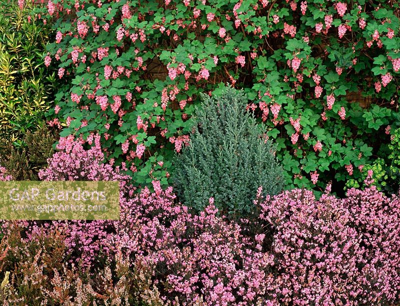 Spring garden border with Ribes sanguineum, Erica erigena 'Irish Dusk' and Juniperus communis