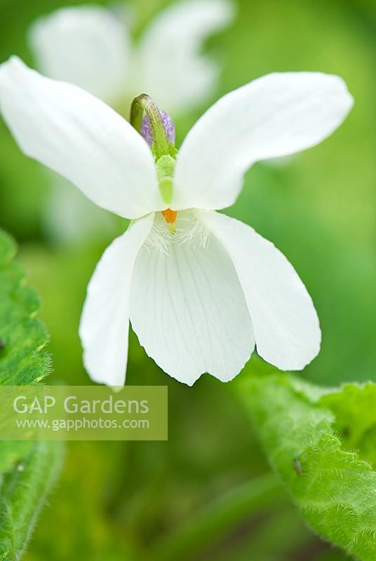 Viola odorata 'Groves White Witch' - Groves Nursery, Bridport, Dorset, UK