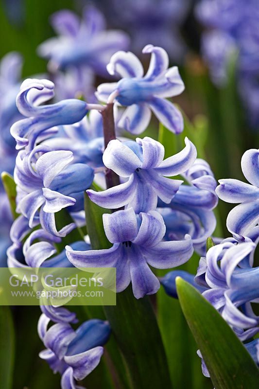 Hyacinthus 'Perle Brilliant'