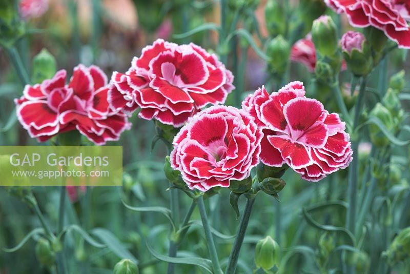 Dianthus 'Olympic' - Carnation