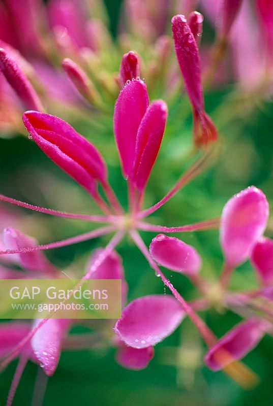 Cleome spinosa 'Cherry Queen' - Detail of flowers