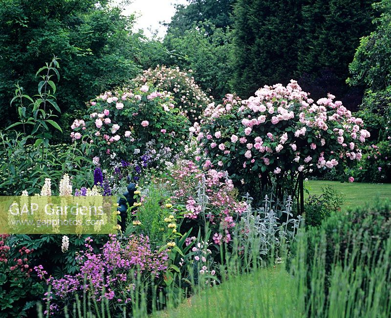 Summer border with roses and perennials including Rosa 'Fantin-Latour' and  Rosa 'Ballerina'
