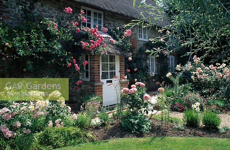 Lonicera and climbing roses growing up Ashtree Cottage, Wiltshire - Roses include Rosa 'Pink Perpetue', Rosa 'Compassion', Rosa 'Swan Lake' and Rosa 'Handel' 