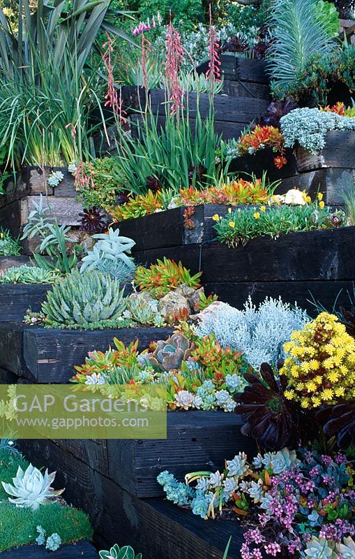 Raised terraced beds planted with alpines and succulents - Aeonium 'Zwartkop', Watsonias, Agaves, Echeverias, Aloes, Dierama and Kalanchoe