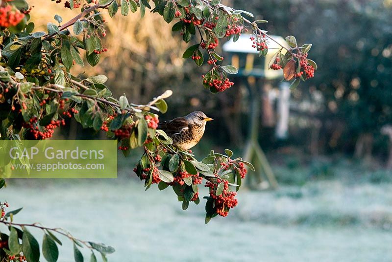 Turdus pilaris - Fieldfare bird perched on a Cotoneaster lacteus on a frosty morning in February