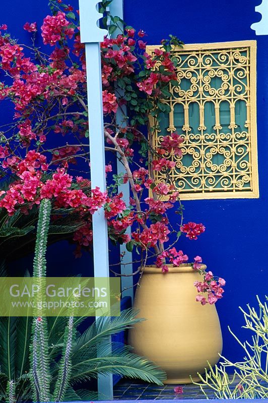 Bougainvillea in urn against deep blue walls of the Moroccan style Yves St. Laurent garden - Chelsea 1997