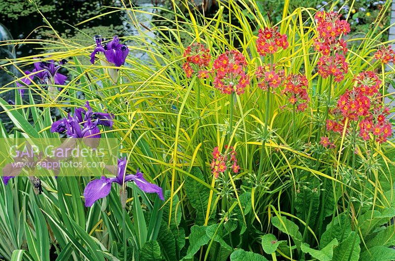 Mixed plants at edge of pond - Iris laevigata 'Variegata', Carex elata 'Aurea' and Primula pulverulenta 
