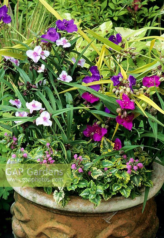 Three cultivars of Tradescantia underplanted with Lamium maculatum 'Golden Anniversary' in a terracotta pot -   Tradescantia 'Sweet Kate', 'Bilberry Ice' and 'Carmine Glow' 
