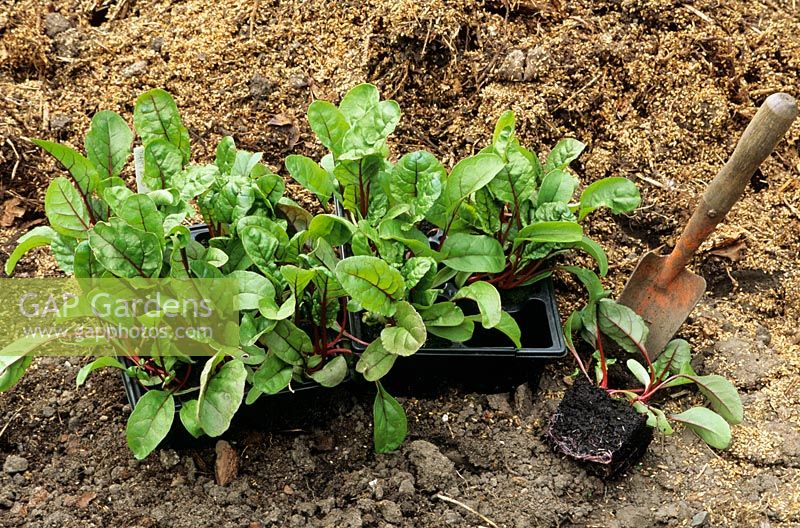 Ruby Chard plants grown in cell trays to prevent transplant shock and running to seed.