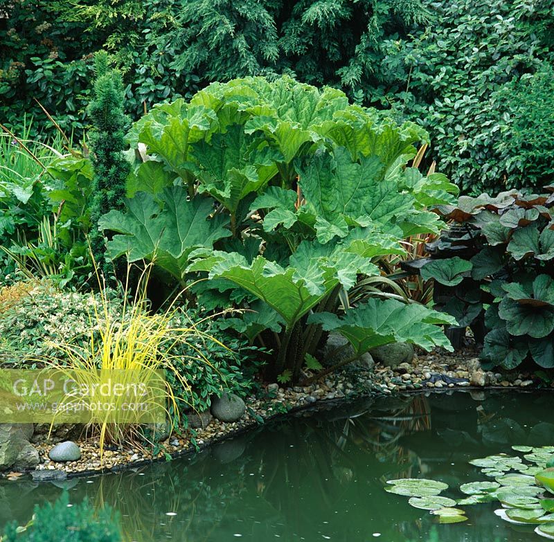 Gunnera manicata and Ligularia dentata 'Desdemona' beside pond - Ham Manor, West Sussex