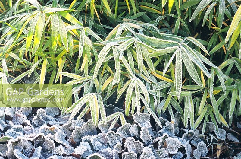 Hedera - Ivy and Bamboo foliage covered with frost