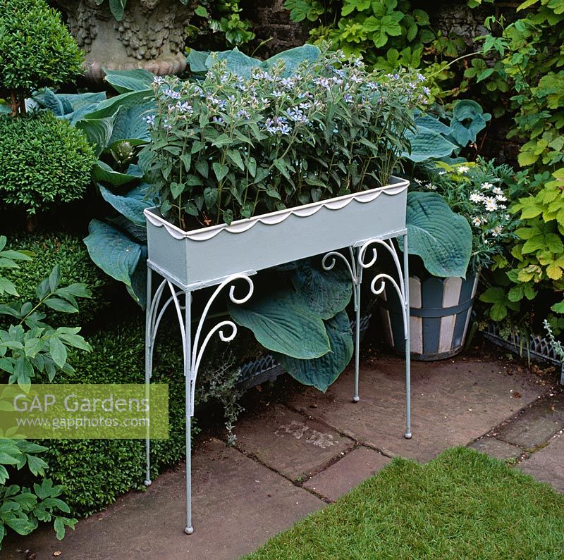 Decorative feature painted in 1950's jardiniere and planted with Oxypetalum caeruleum syn. Tweedia caerulea - Designed by Anthony Noel.