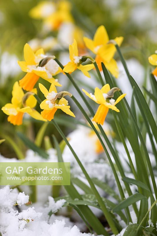 Narcissus - Daffodils with snow