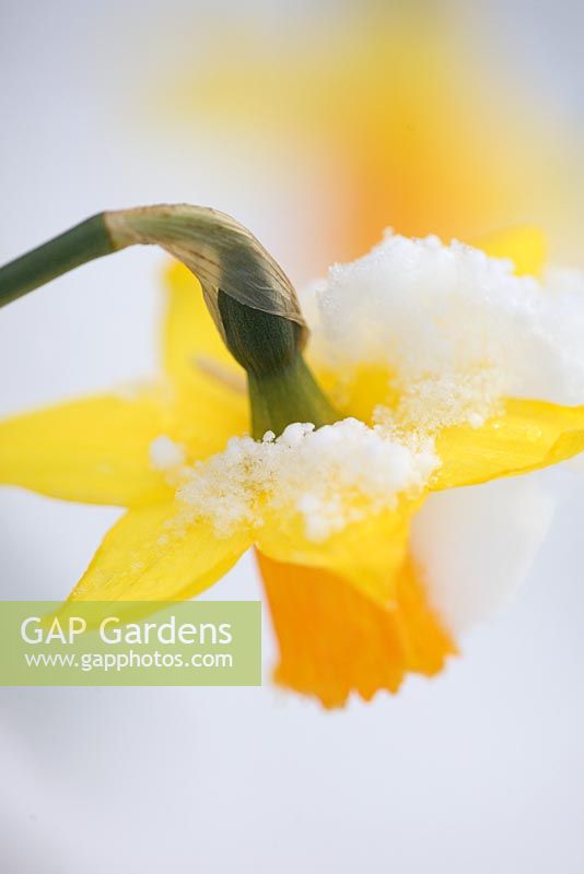 Narcissus - Daffodil with snow