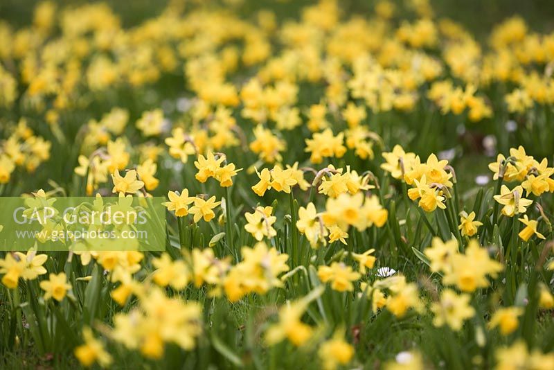 Narcessus 'Tete a Tete' - Daffodils 