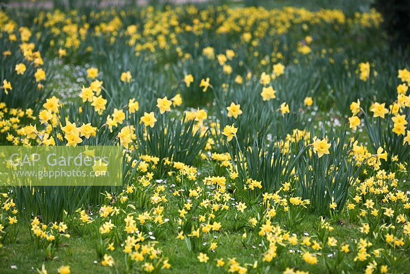 Narcessus 'Tete a Tete' - Dwarf daffodils in Spring
