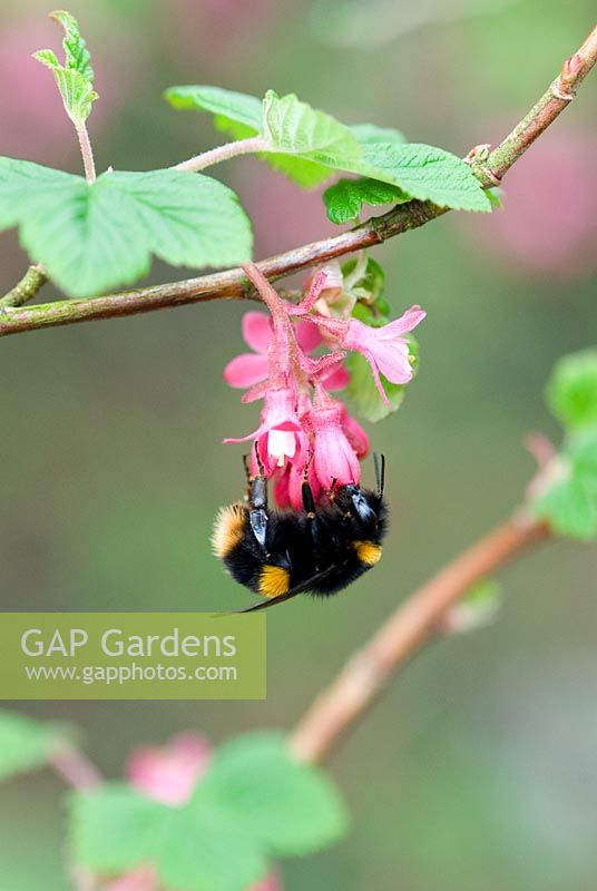 Ribes Sanguineum - Flowering Currant in spring with bee pollinating the flowers