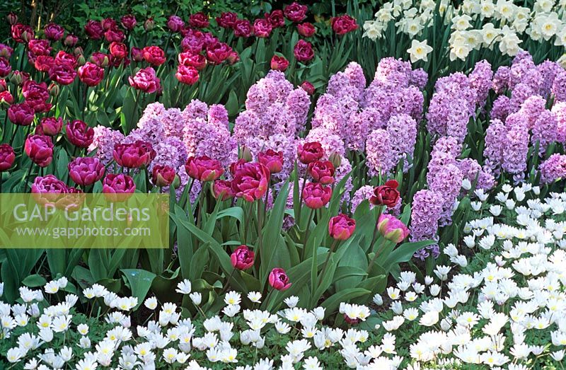 Mixed Spring border with Tulipa 'Lilac Perfection', Hyacinthus 'Splendid Cornelia' and Anemone blanda 'White Splendour'