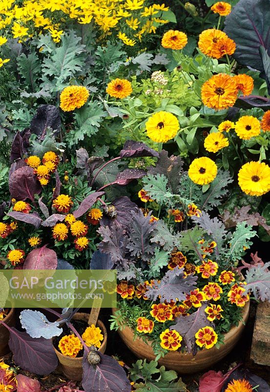 Calendula officinalis with Brassicas - Pot Marigolds, Red Russian Kale, Red Cabbage and Brussels Sprouts