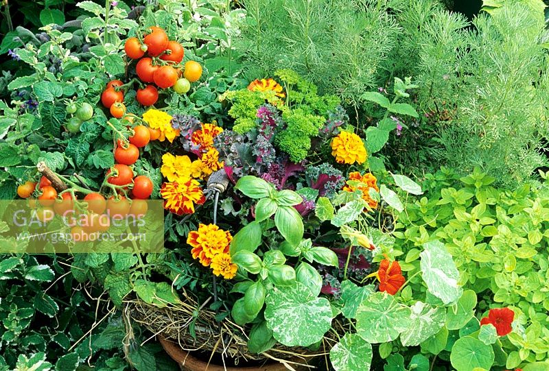 Herbs, flowers and vegetables growing in a wire potato harvesting basket - French Marigolds as a white fly deterrent with Tomatoes, Parsley, Basil, Kale and  Tropaeolum 'Alaska Mixed'