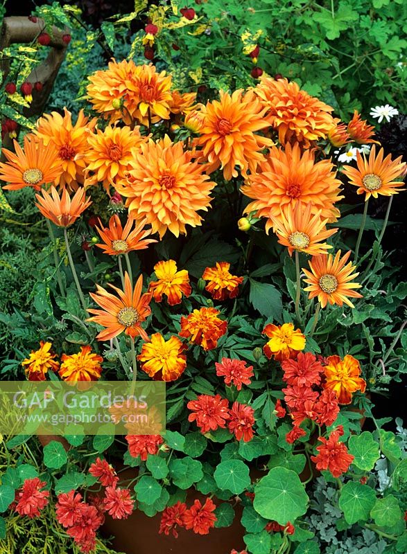 Colour themed summer container featuring Dahlia 'Autumn Fairy' as the centrepiece with Arctotis 'Flame', Tagetes and Tropaeolum majus 'Hermine Grashoff'