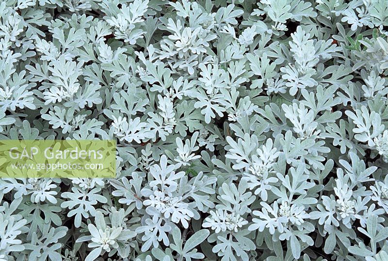 Artemisia stelleriana 'Boughton Silver' 