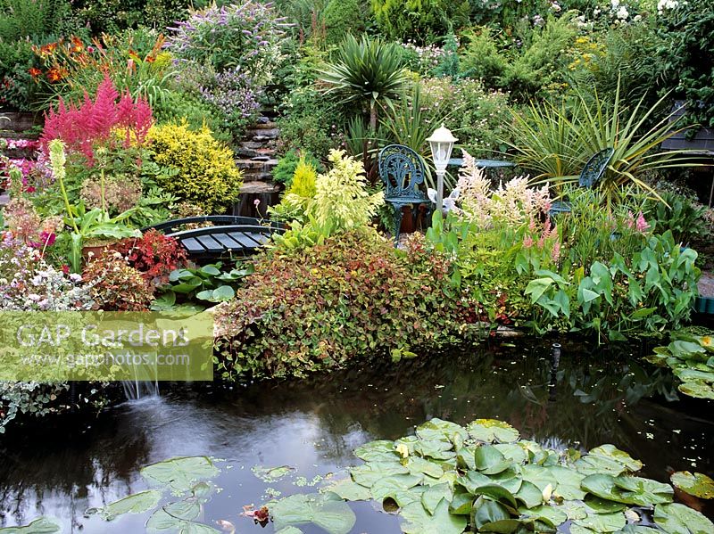Small garden with pond and waterfall - Plants include Eucomis, Nymphaea, Astilbe, Houttynia, Sagittaria and Hemerocallis