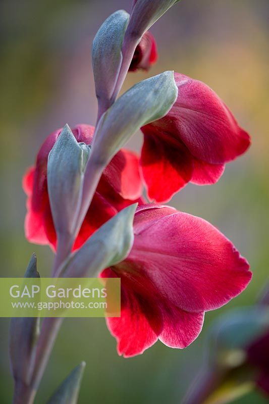 Gladiolus papilio 'Ruby' - Pettifers Garden, Oxfordshire