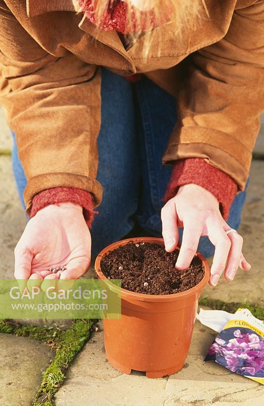 Planting sweet peas - Woman sowing seeds about 2.5 cm deep in plastic pot