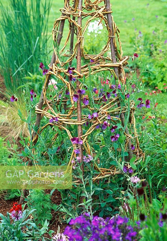 Decorative wigwam for sweet peas - This wigwam uses Lathyrus odoratus 'Cupanis Original' which has georgously scented flowers