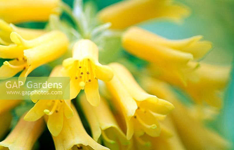 Gap Gardens Waxy Tubular Yellow Flowers Of One Of Minternes Own
