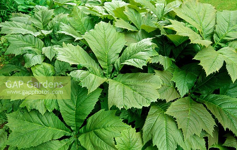 Rodgersia podophylla AGM - Young leaves are bronze, then turning mid green - Minterne Gardens, nr Dorchester, Dorset