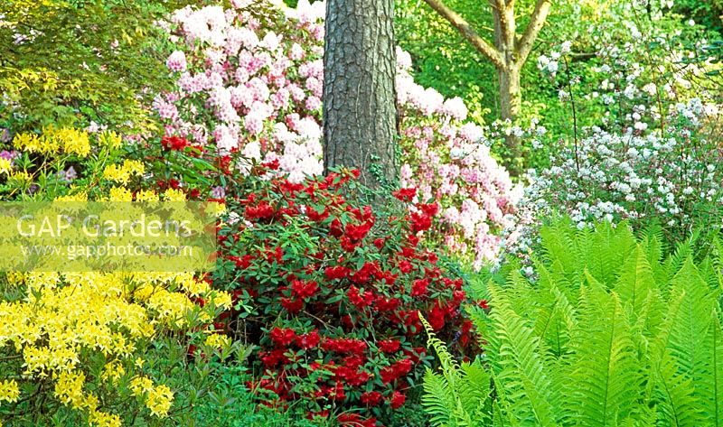 Red flowering Rhododendron 'Tally Ho' at the base of pine tree surrounded by Rhododendron luteum, Rhododendron deutzia and Matteuccia struthiopteris - Minterne Gardens, Dorchester, Dorset