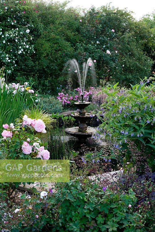 Pond with fountain - Plants include Rosa 'Gruss an Aachen', Iris pseudacorus 'Yellow Flag and Saxifraga x urbium 