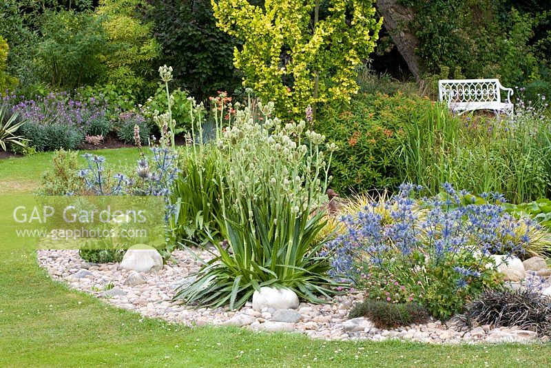 Eryngium x oliverianum and Eryngium agavifolium planted in a bed covered with pebbles and rocks