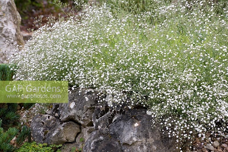 Gypsophila 'Jolien' growing in a rock garden