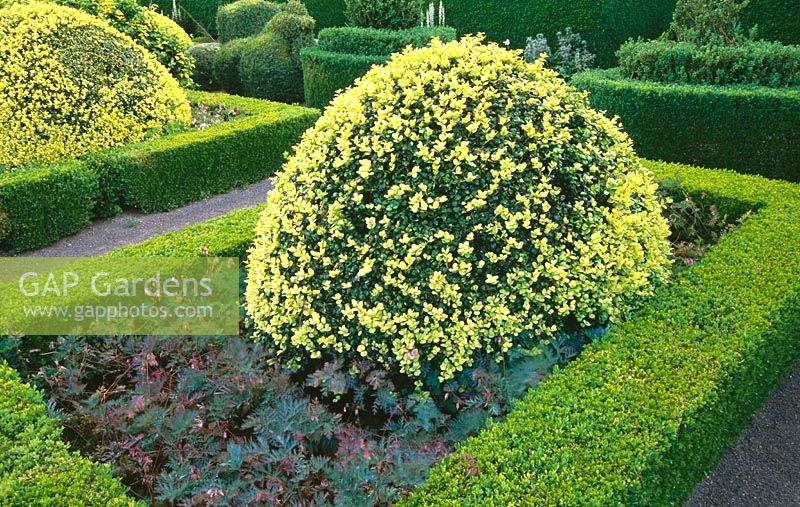 Domes of Buxus sempervirens 'Aureovariegata' surrounded by Dicentra formosa contained within low hedges of Buxus sempervirens 'Suffruticosa' in the formal garden - Herterton House, nr Cambo, Morpeth, Northumberland