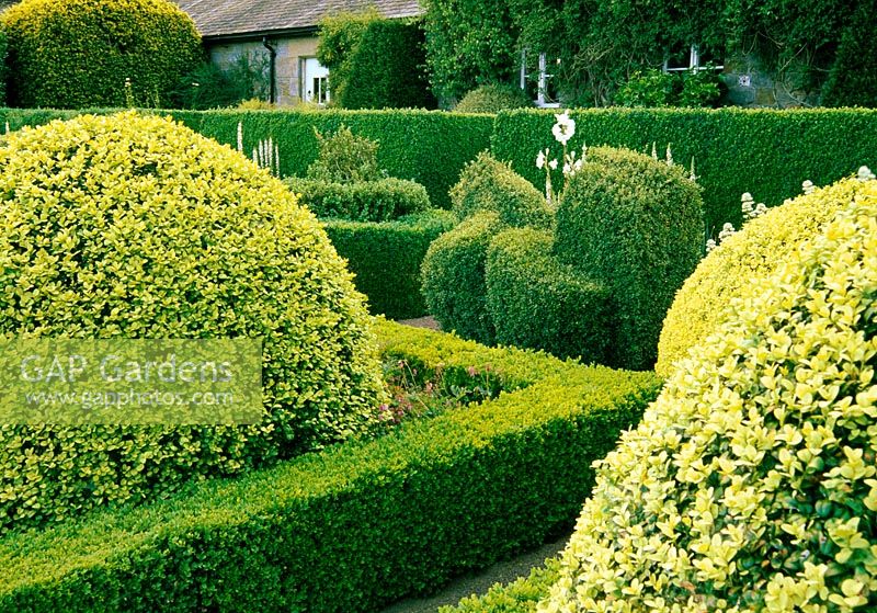 Domes of Buxus sempervirens 'Aureovariegata' surrounded  by Dicentra formosa contained within low hedges of Buxus semepervirens 'Suffruticosa' in the formal garden - Herterton House, nr Cambo, Morpeth, Northumberland
