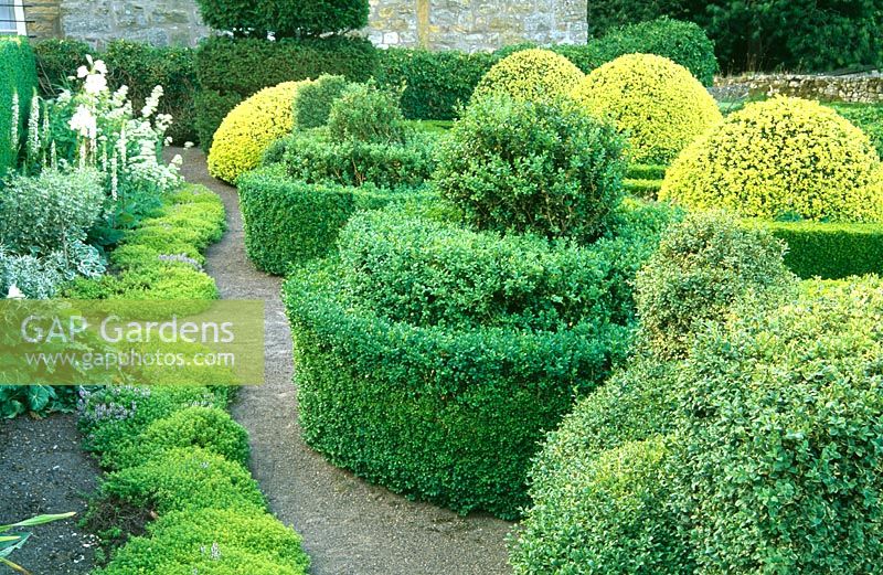 Formal garden with Buxus topiary and narrow border edged with Thymus - Herterton House, nr Cambo, Morpeth, Northumberland