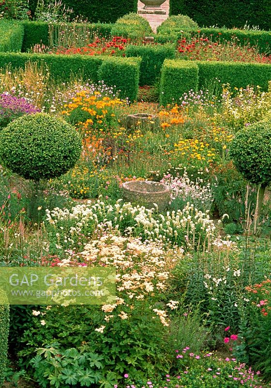 Flower garden including Lysimachia clethroides, Alstroemeria aurea 'Dover Orange', Scabiousa, Geranium and Monarda didyma with Buxus topiary and Buxus and Taxus hedging - Herterton House, nr Cambo, Morpeth, Northumberland