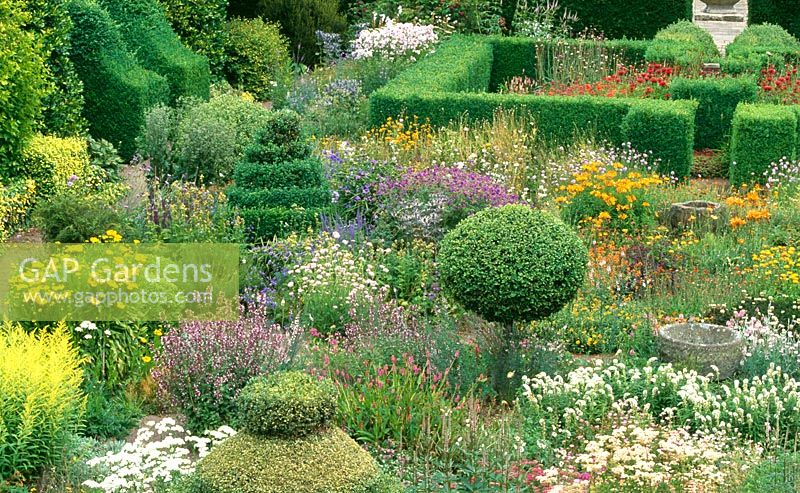 Flower garden including Lysimachia clethroides, Alstroemeria aurea 'Dover Orange', Scabious, Geraniums and Monarda didyma with box topiary and box and yew hedging - Herterton House, nr Cambo, Morpeth, Northumberland