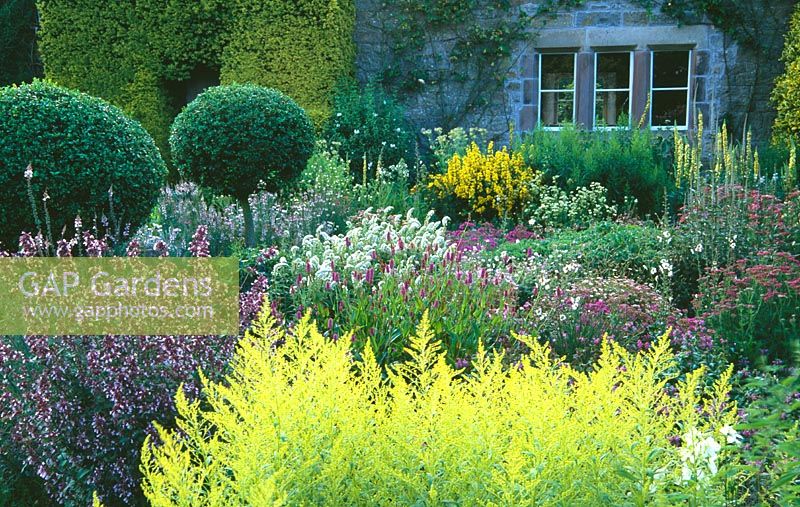 Flower garden with golden rod, Persicaria, white flowered Lysimachia clethroides, Lysimachia punctata, Verbascum chaixii and topiary box - Herterton House, nr Cambo, Morpeth, Northumberland.
