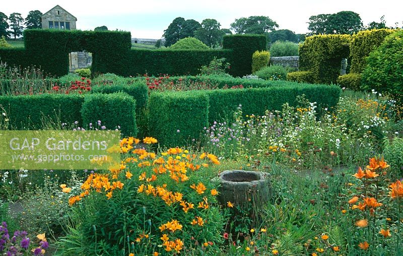 Flower garden including Solidago, Helenium 'Butterpat', Scabious, Geraniums, Alstroemeria aurea 'Dover Orange', with Buxus topiary and Taxus hedging - Herterton House, nr Cambo, Morpeth, Northumberland