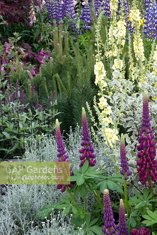 Lupin, Verbascum chaixii and Artemesia in the From Life to Life, A Garden for george The Material World charitable foundation and Olivia Harrison. Designer Yvonne Innes Chelsea Flower Show 2008