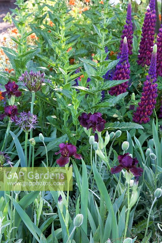 Allium albopilosum, Iris 'Langport Wren', purple Lupinus and Poppy buds
in The Bupa Garden, Design - Cleve West, Sponsor - Bupa, Gold Medal Winners at Chelsea Flower Show 2008