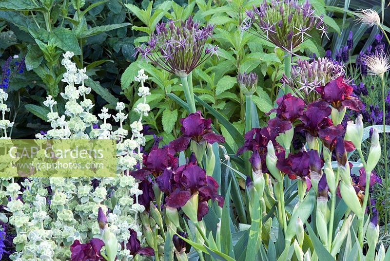 Iris 'Langport Wren' - Detail of The Bupa Garden - Chelsea Flower Show 2008, Gold Medal Winners