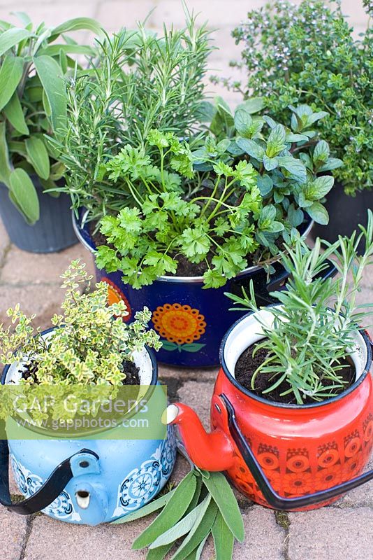 Old tea pots planted with herbs - Sage, Thyme, Mint, Parsley and Rosemary