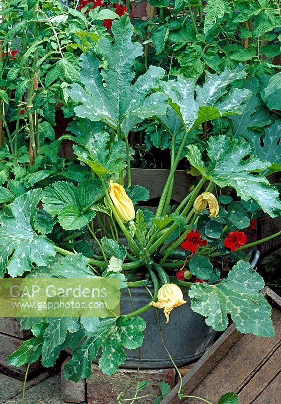 Courgettes, Strawberries and Nasturstiums in old metal tub